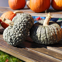 Pumpkin Marina De Chioggia Seed