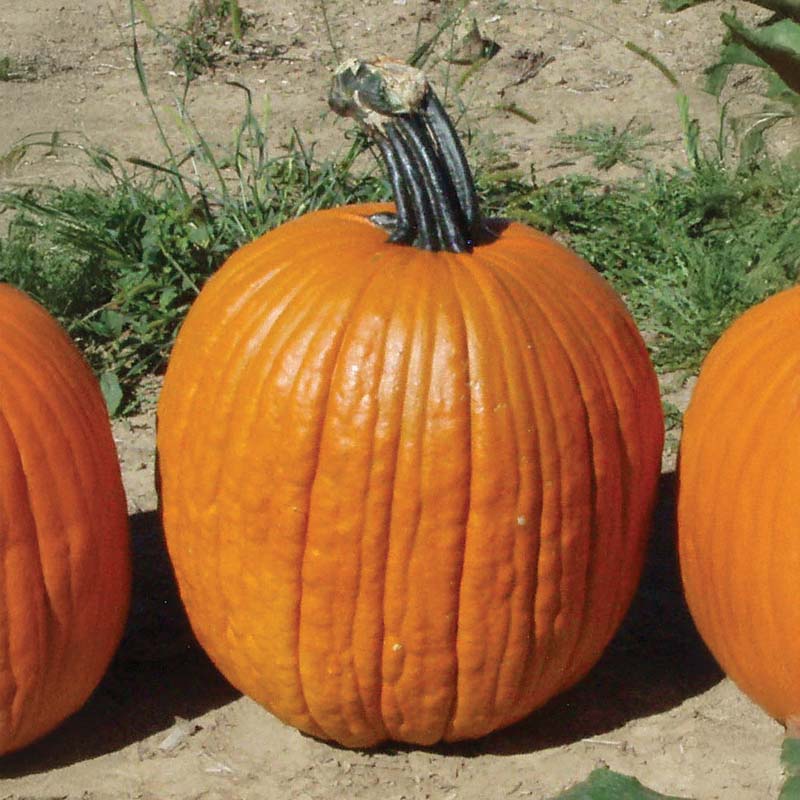 Pumpkin Big Doris F1 Seed