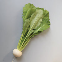 Turnip Tokyo Silky Sweet F1 Seed