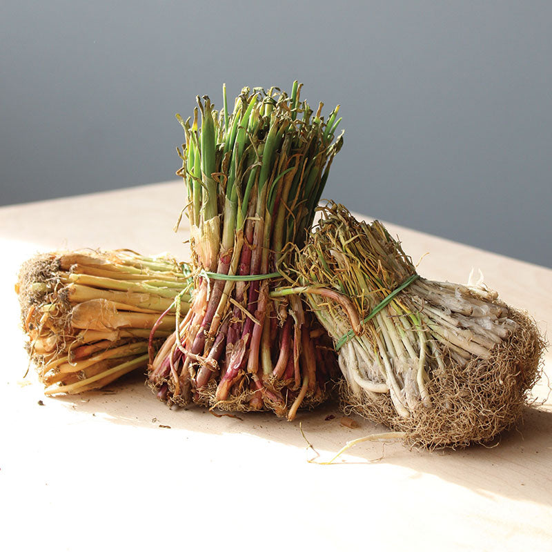 Onion Short Day 30 Bunch Collection - Live Plants