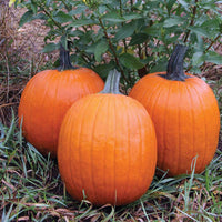 Pumpkin Orange Rave F1 Seed
