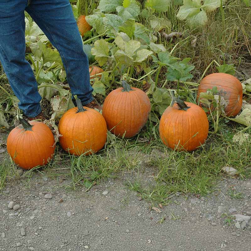 Pumpkin Orange Rave F1 Seed