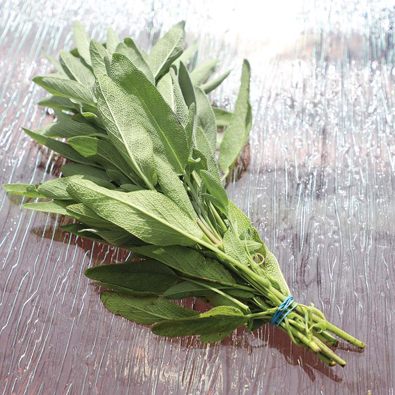 Sage Fanni Organic Seed