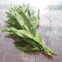 Sage Fanni Organic Seed