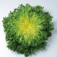 Endive Benefine Organic Seed