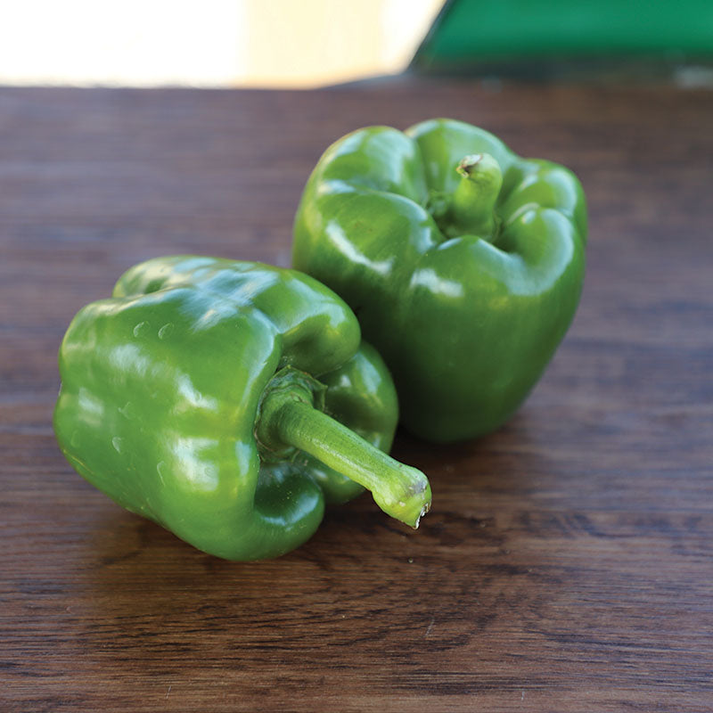 Pepper Abay F1 Organic Seed