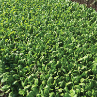 Spinach Acadia F1 Organic Seed