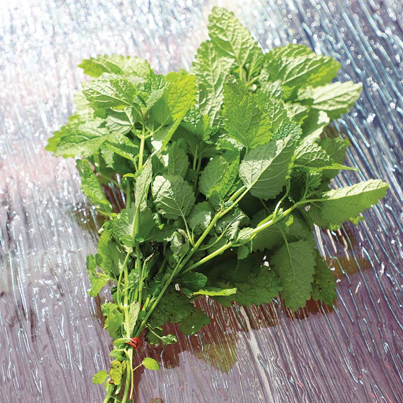 Lemon Balm Alis Organic Seed
