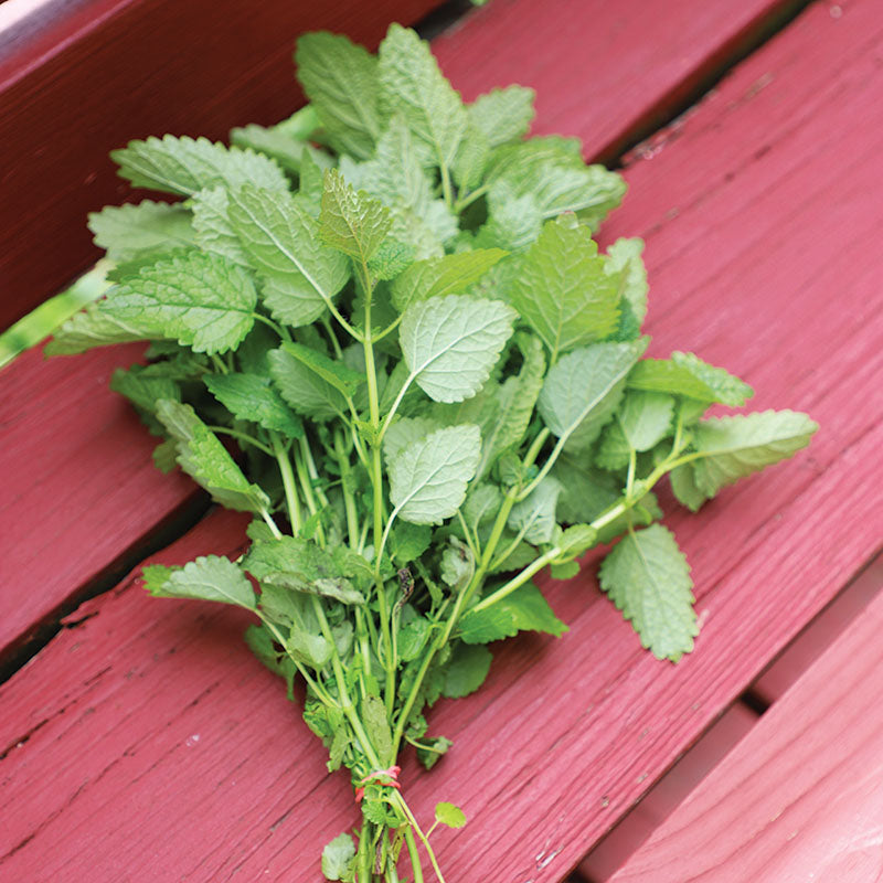 Lemon Balm Alis Organic Seed