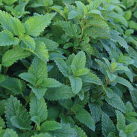 Lemon Balm Alis Organic Seed