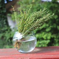 Thyme Ayelet Organic Seed