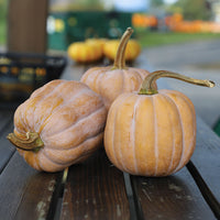 Squash Autumn Frost F1 Seed