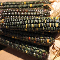 Ornamental Corn Oxacana Green Dent Seed