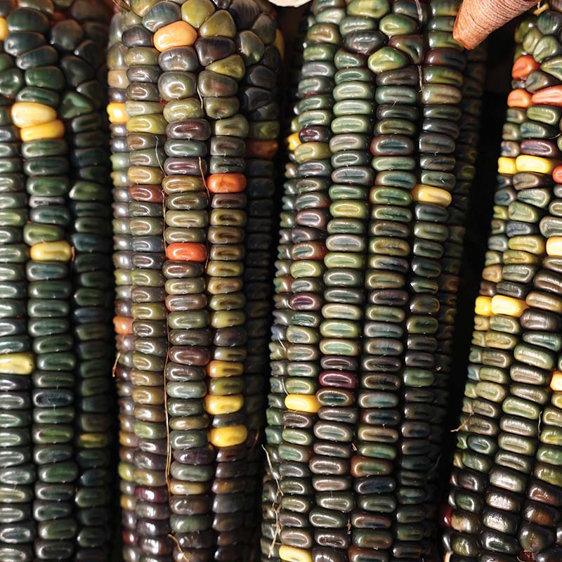 Ornamental Corn Oxacana Green Dent Seed
