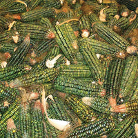 Ornamental Corn Oxacana Green Dent Seed
