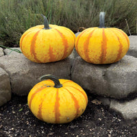 Pumpkin Blaze F1 Seed