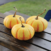 Pumpkin Blaze F1 Seed