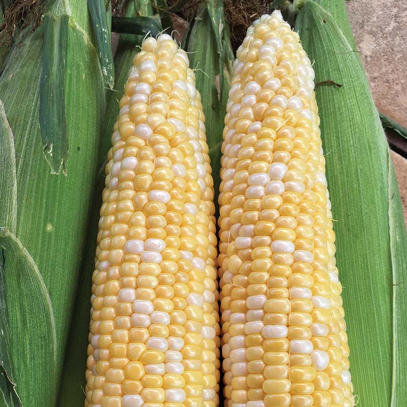 Sweet Corn Progression F1 Seed