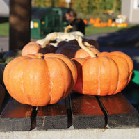 Pumpkin Moranga Seed