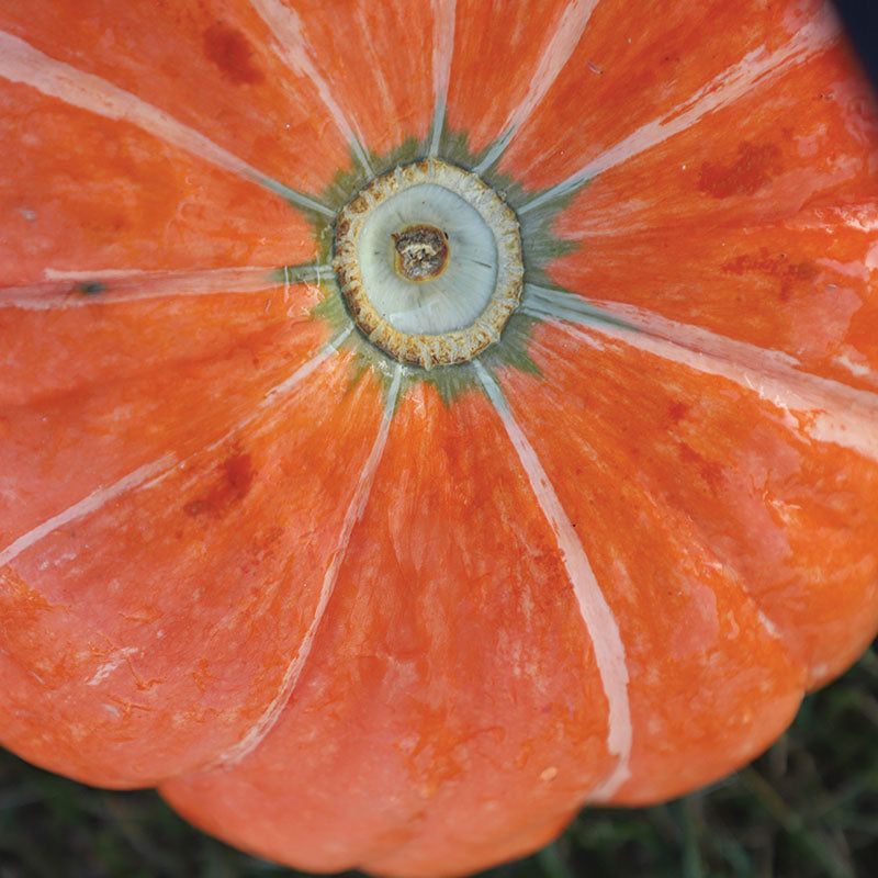 Pumpkin Moranga Seed