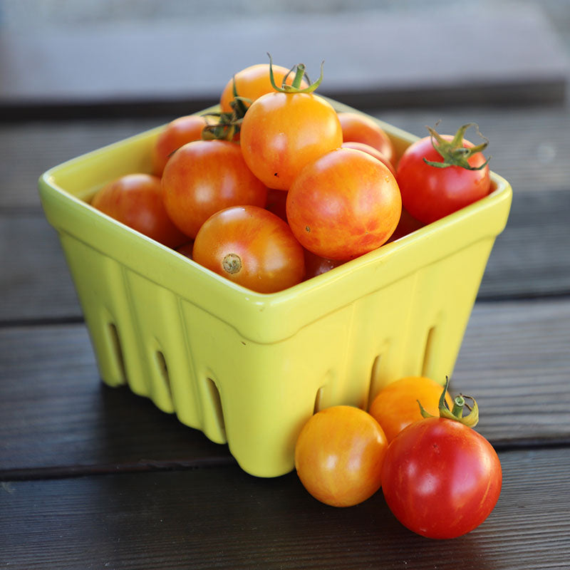 Tomato Tropical Sunset Organic Seed