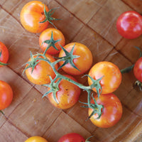 Tomato Tropical Sunset Organic Seed