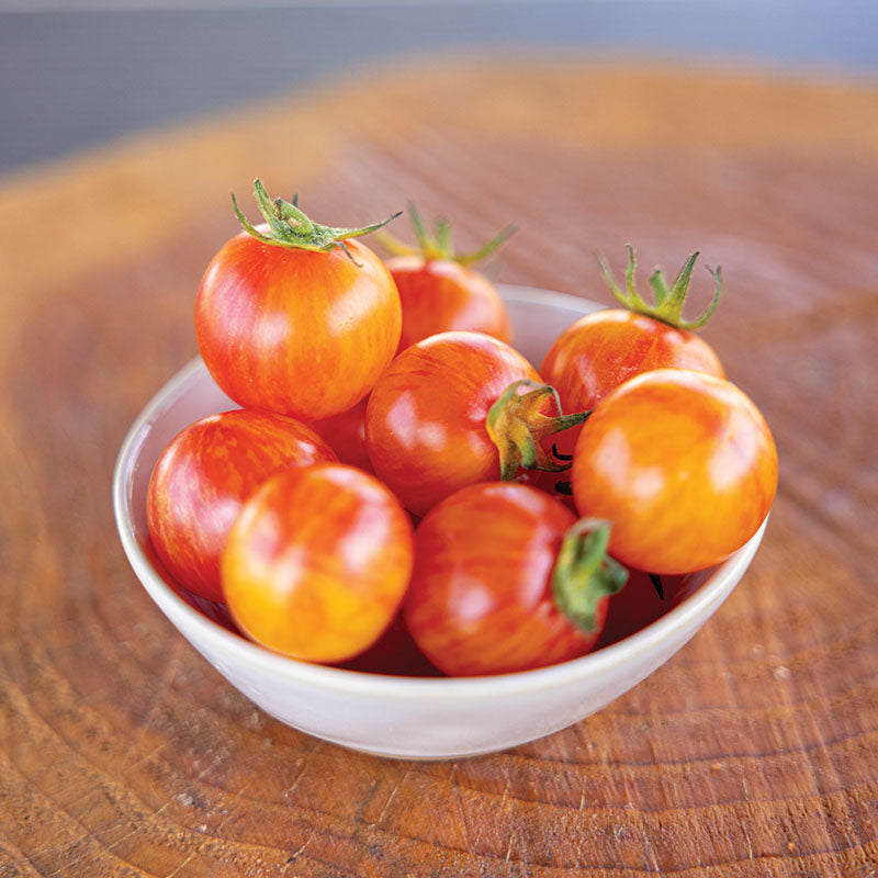Tomato Tropical Sunset Organic Seed