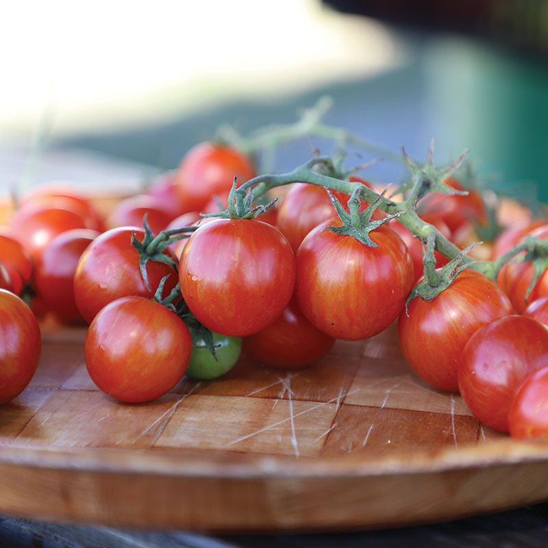Tomato Sparky XSL F1 Seed