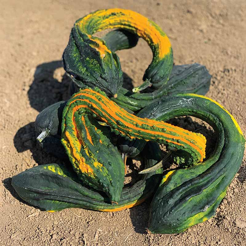 Gourd Gourdzilla F1 Seed