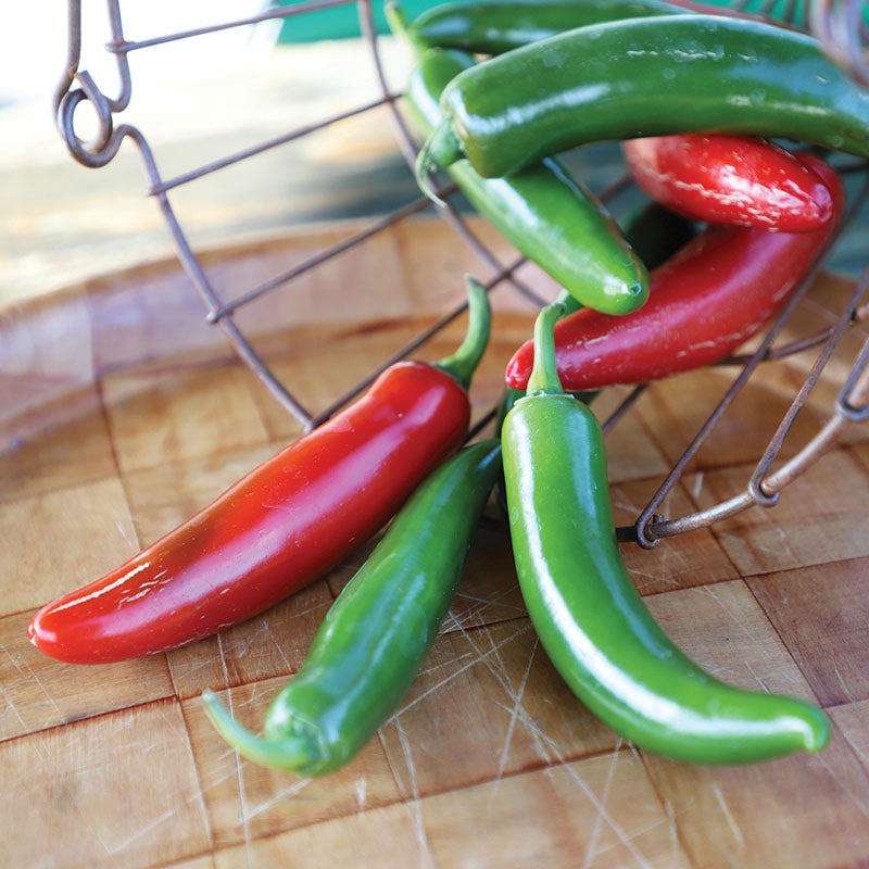 Pepper Trapio F1 Seed