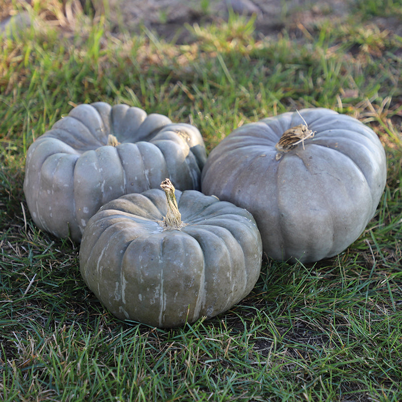 Pumpkin Jade Knight F1 Seed