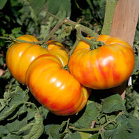 Tomato Buffalosun F1 Seed