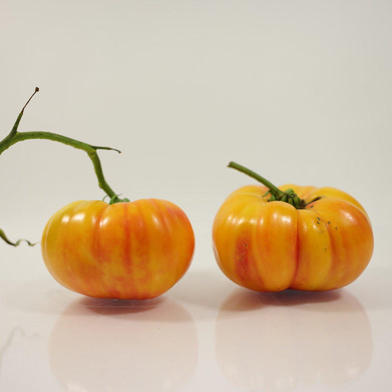 Tomato Buffalosun F1 Seed