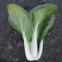 Pak Choi Bopak F1 Seed