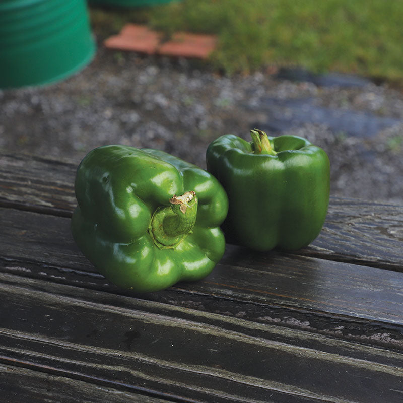 Pepper Captain F1 Seed