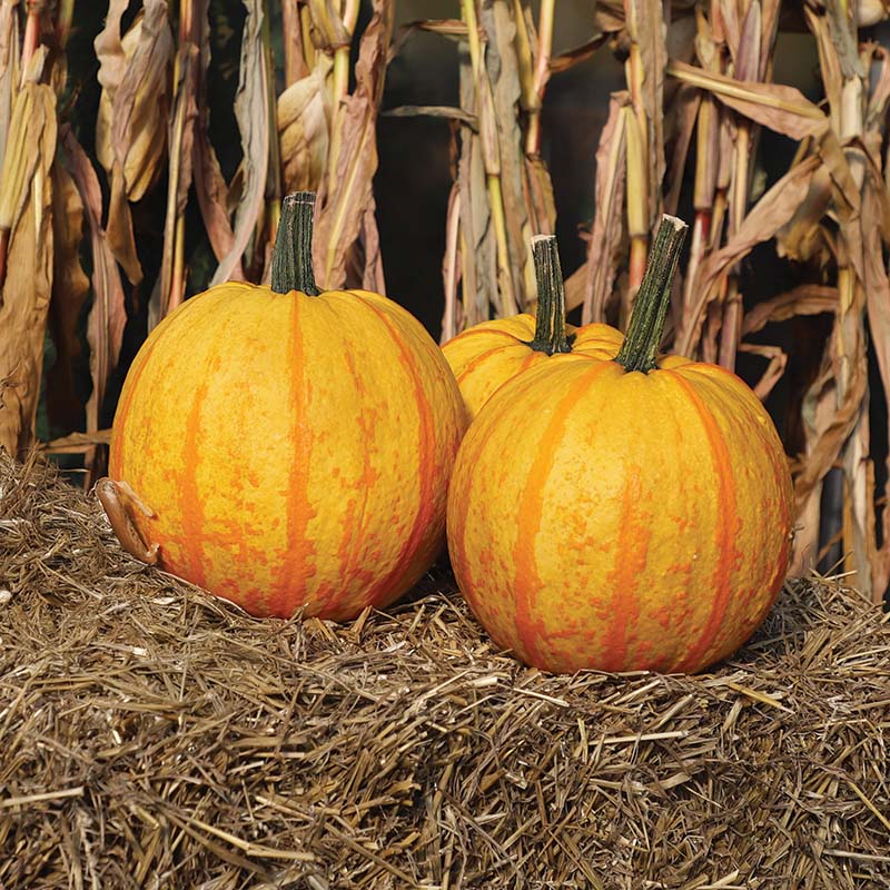 Pumpkin Fireball F1 Seed