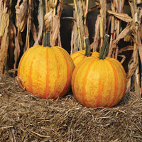 Pumpkin Fireball F1 Seed