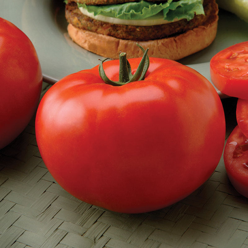 Tomato Big Beef Plus F1 Seed