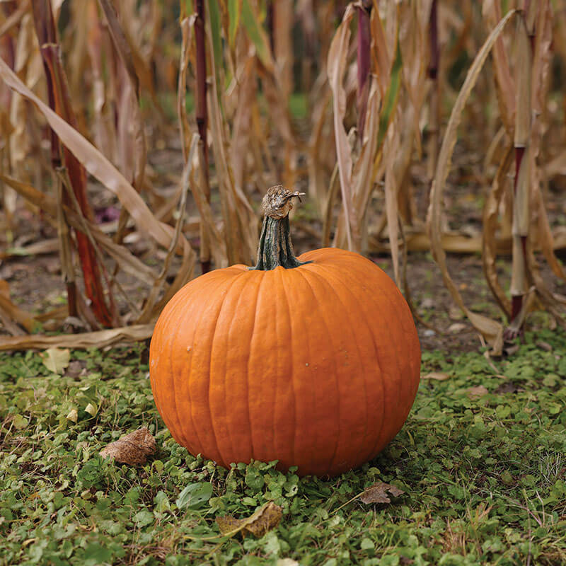 Pumpkin Spartacus F1 Seed