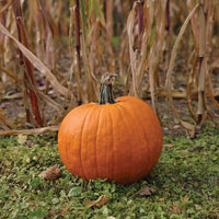 Pumpkin Spartacus F1 Seed