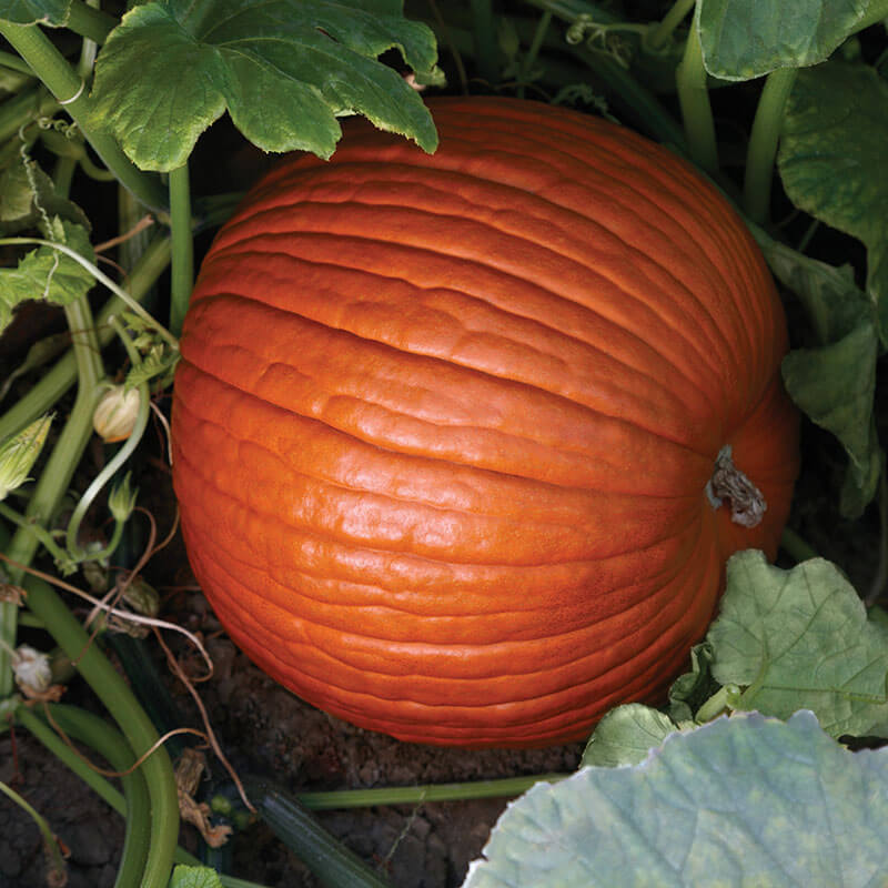 Pumpkin Spartacus F1 Seed