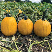Pumpkin Lemonade F1 Seed