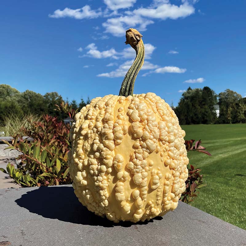 Pumpkin Popcorn F1 Seed