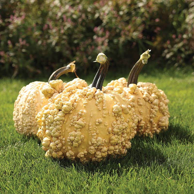 Pumpkin Popcorn F1 Seed