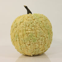 Pumpkin Popcorn F1 Seed