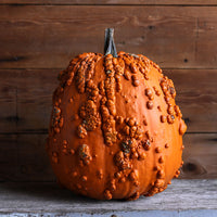 Pumpkin Scarface F1 Seed