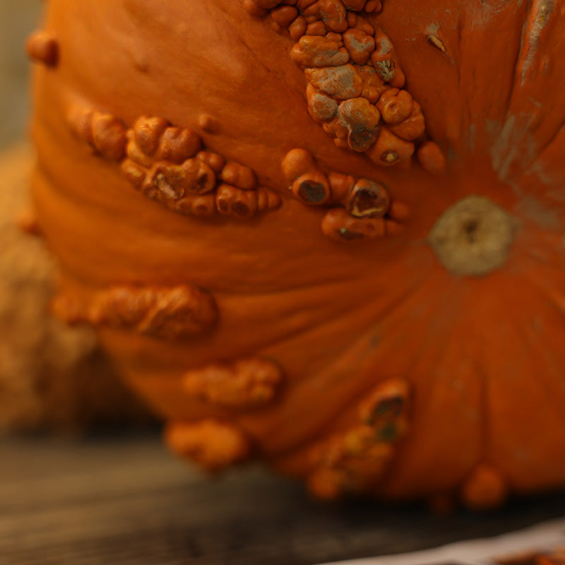 Pumpkin Scarface F1 Seed