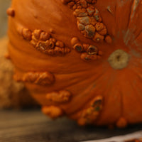 Pumpkin Scarface F1 Seed