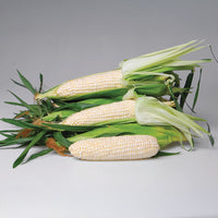 Sweet Corn Eden RMN F1 Seed