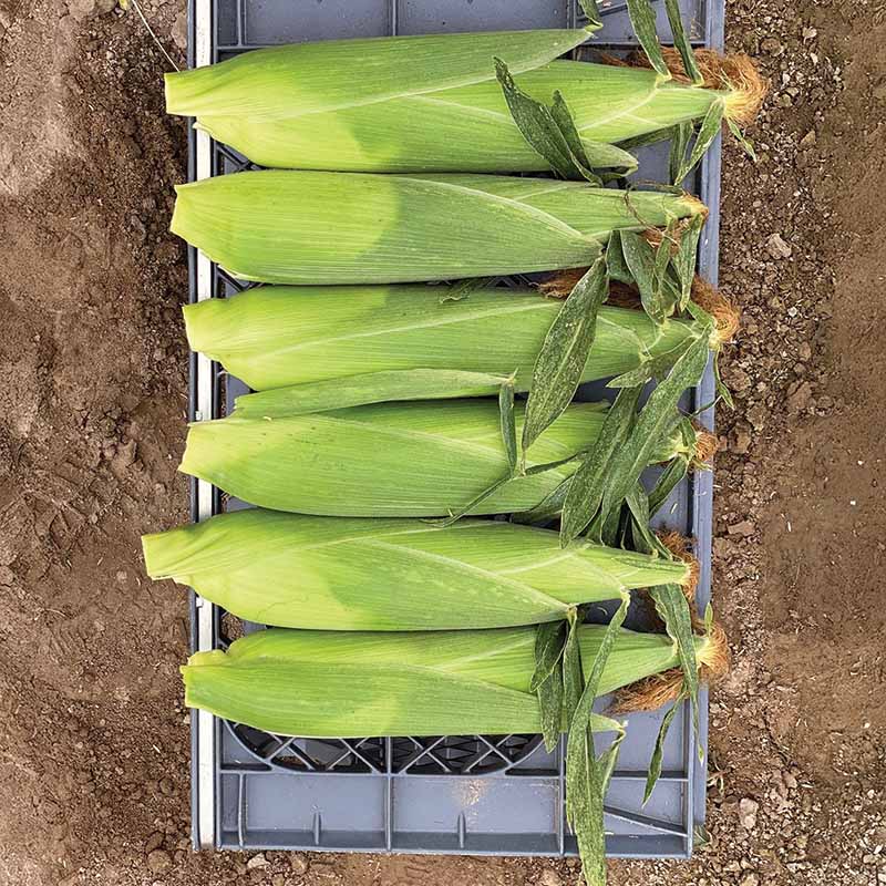 Sweet Corn Eden RMN F1 Seed